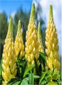 Lupin Chandelier Good Cut Flower