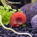 Ramshorn Snails