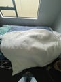 Double electric blanket