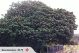 Pururi seeds