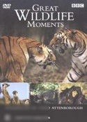Great Wildlife Moments