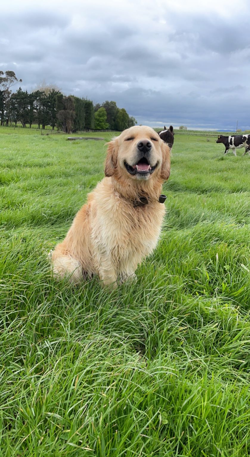 Golden retriever puppies trade 2024 me