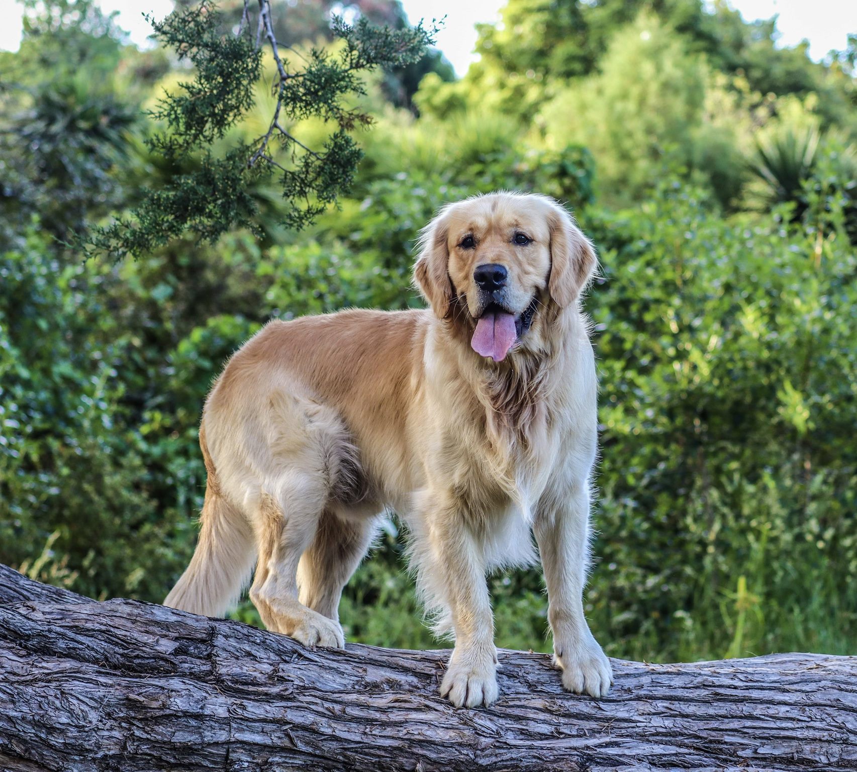 Golden retriever store puppies trade me