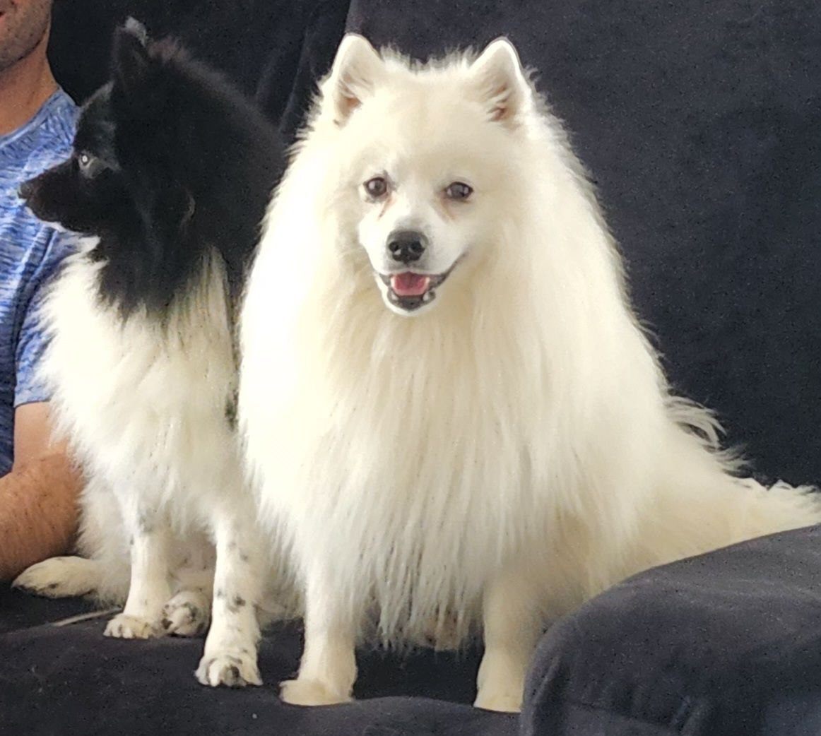 Japanese Spitz Stud - Purebred | Trade Me Services