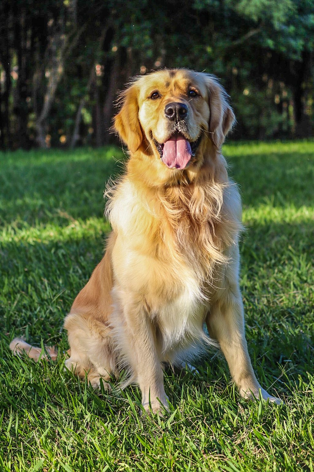 Trade me golden retriever hot sale puppies