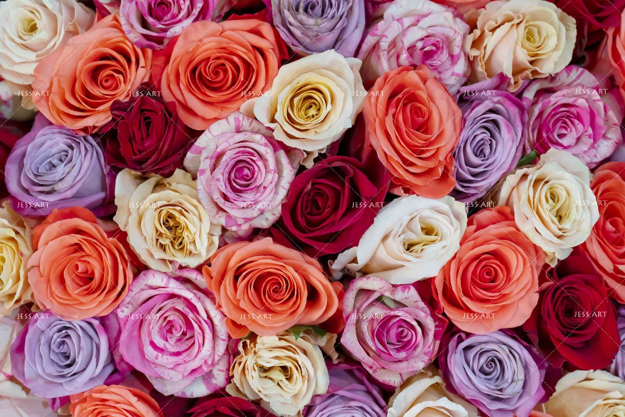3D colorful rose Wall Mural Wall Decor Peel & Stickwallpaper : BidBud
