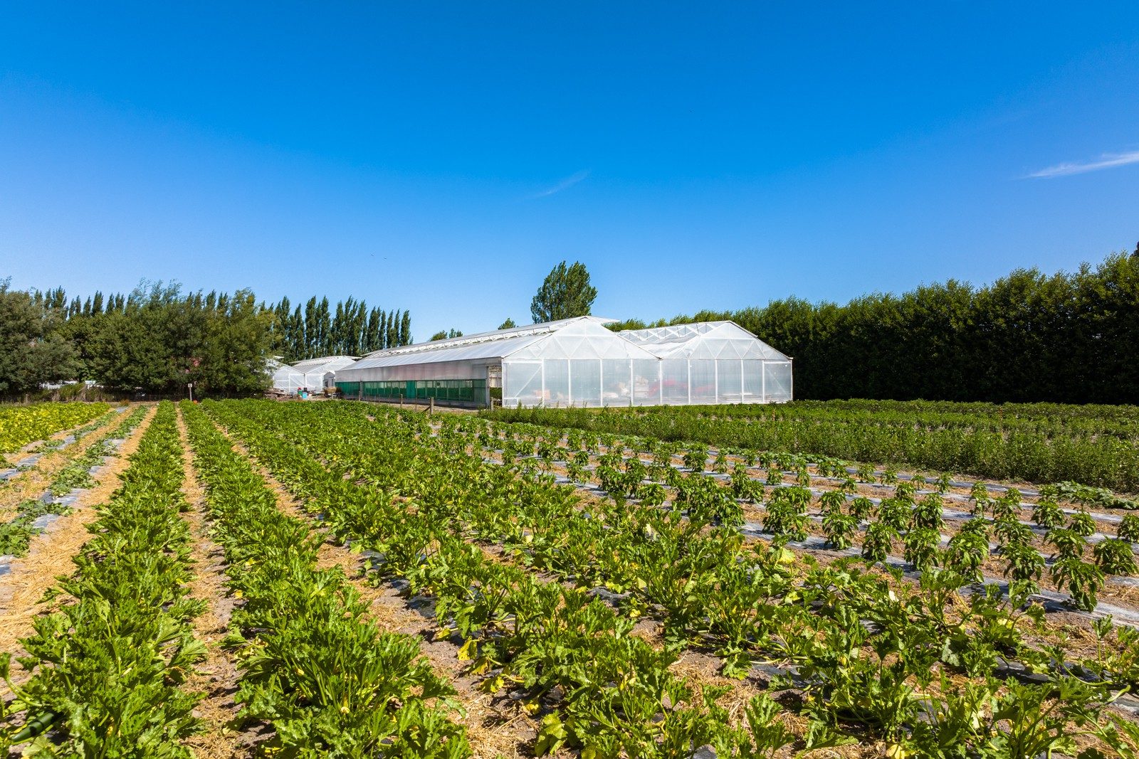 Established hydroponic business on 2.9ha — slide 2