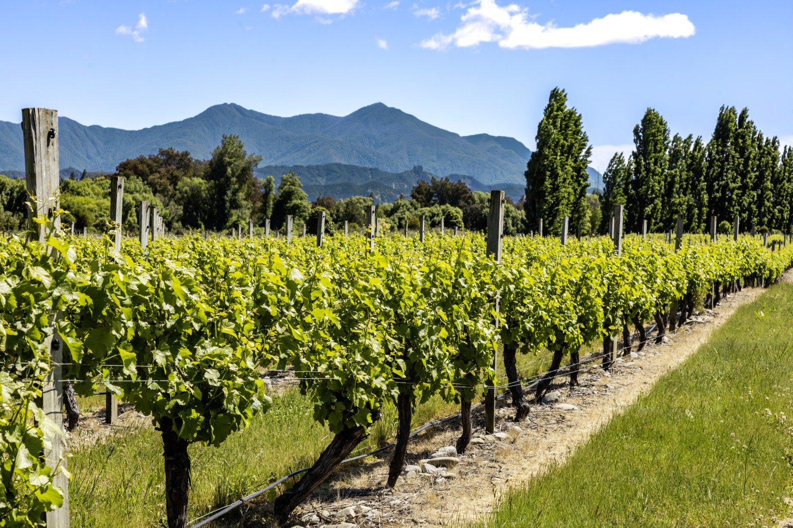 Must sell - Secure a vineyard at lifestyle values — slide 38