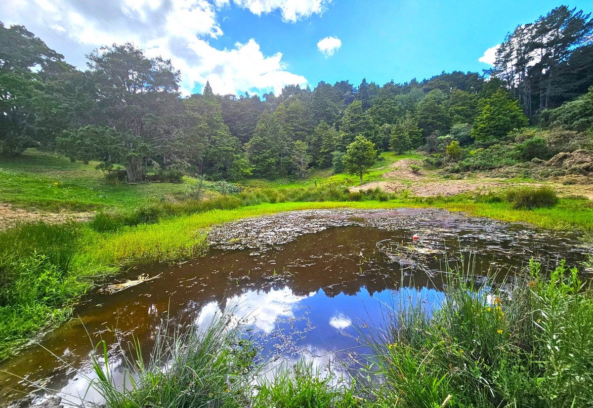 Picturesque 1.23ha Lifestyle Block – Stunning Ru — slide 1
