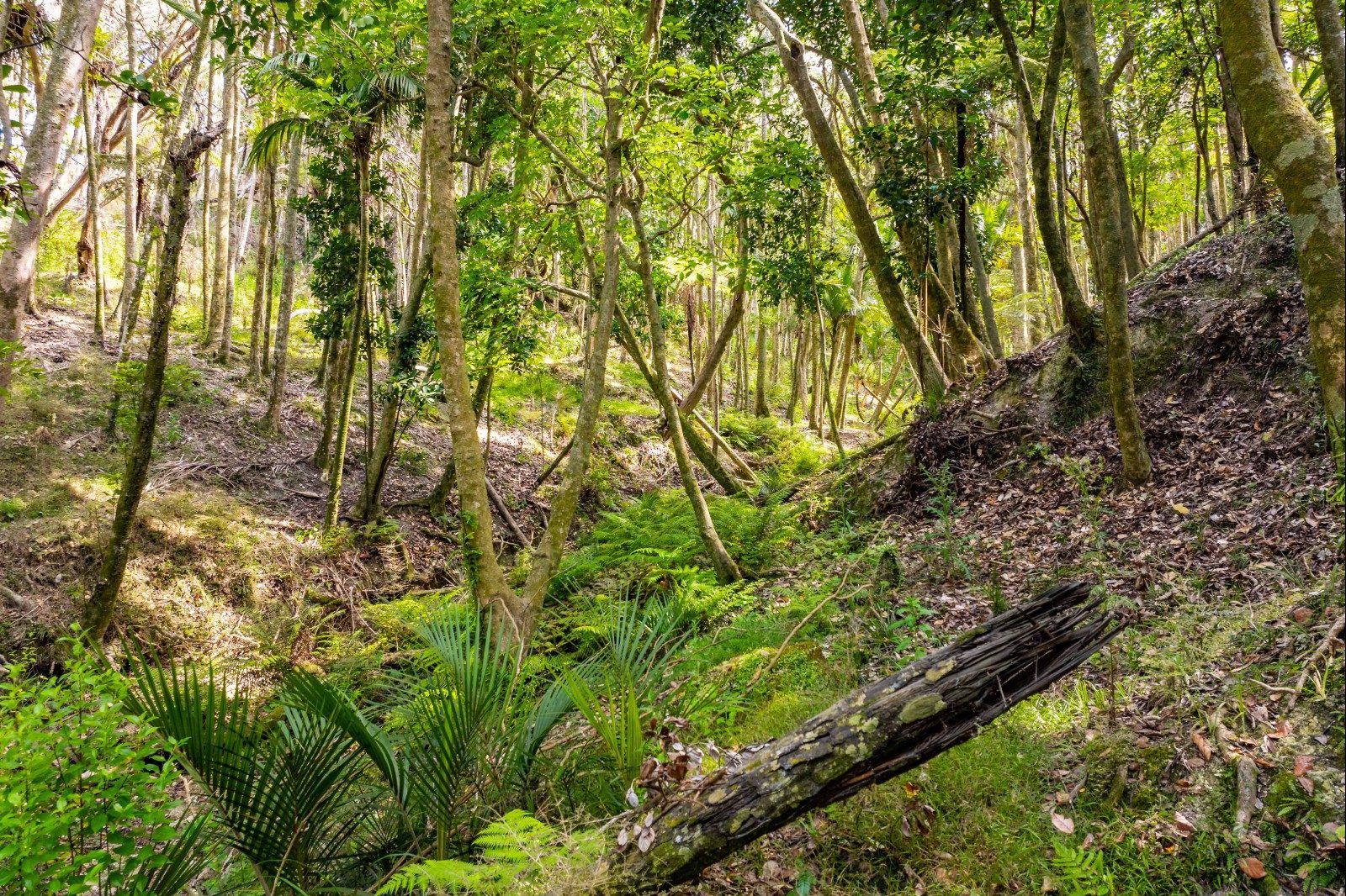 Kaipara gem - peace, privacy and views — slide 13