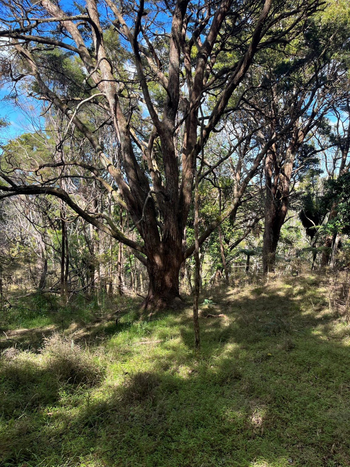 Kaipara gem - peace, privacy and views — slide 15
