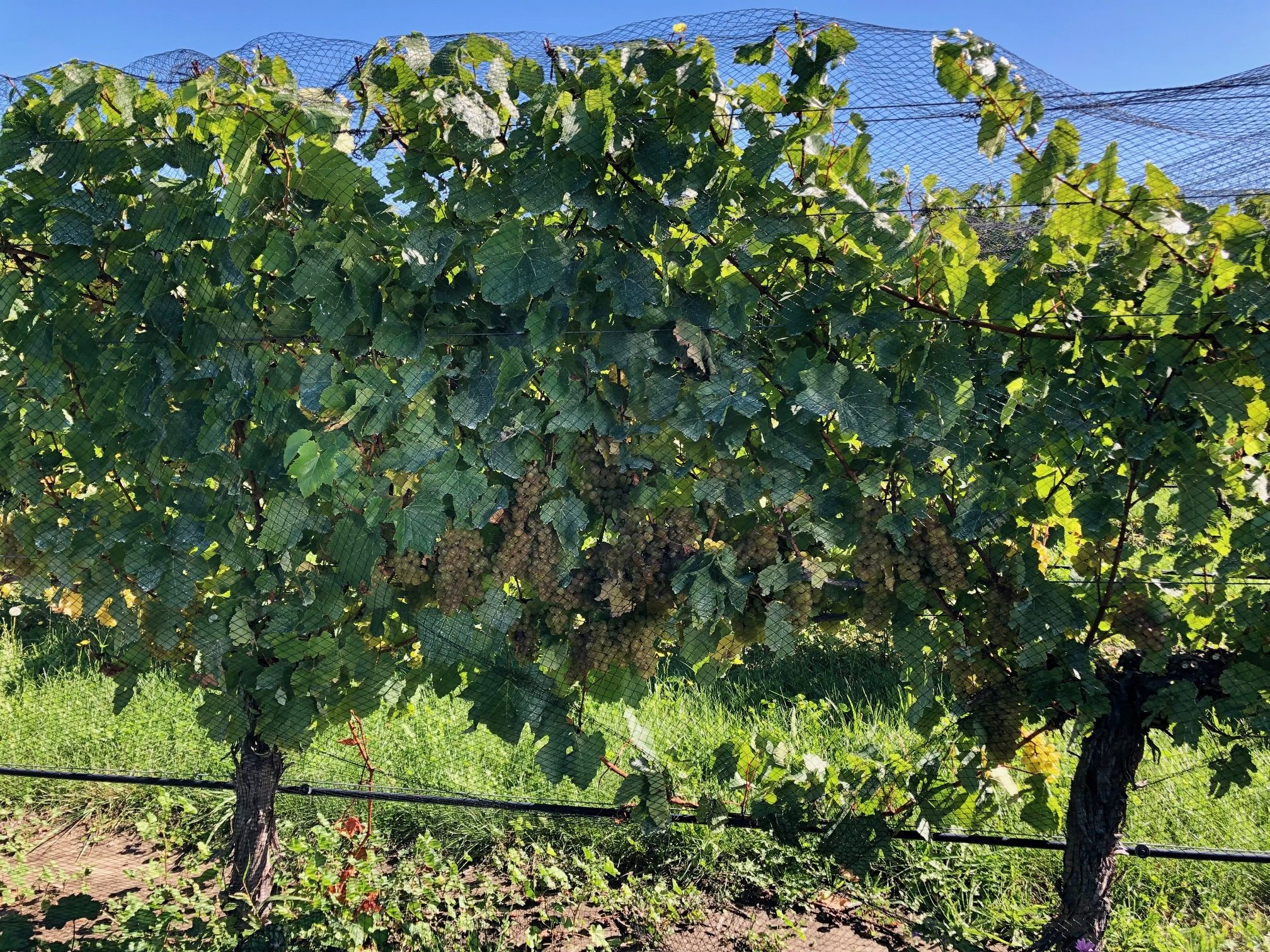 Waipara Vineyard Lifestyle — slide 14