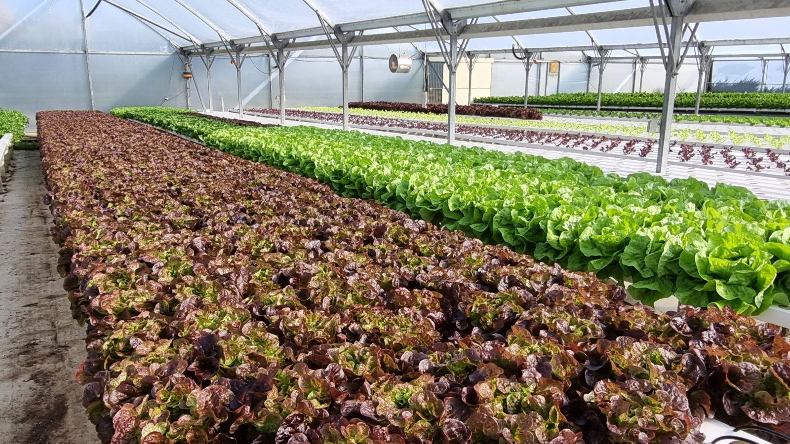 Saddleview Greens Hydroponics — slide 2