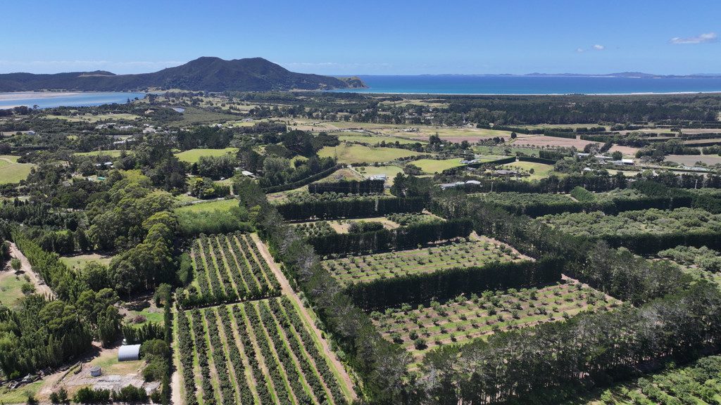 Dream Lifestyle Avocado Orchard — slide 2