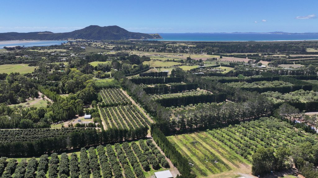 Dream Lifestyle Avocado Orchard — slide 18