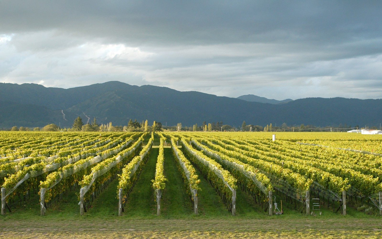 FROMM Estate – an iconic, organic winery — slide 13