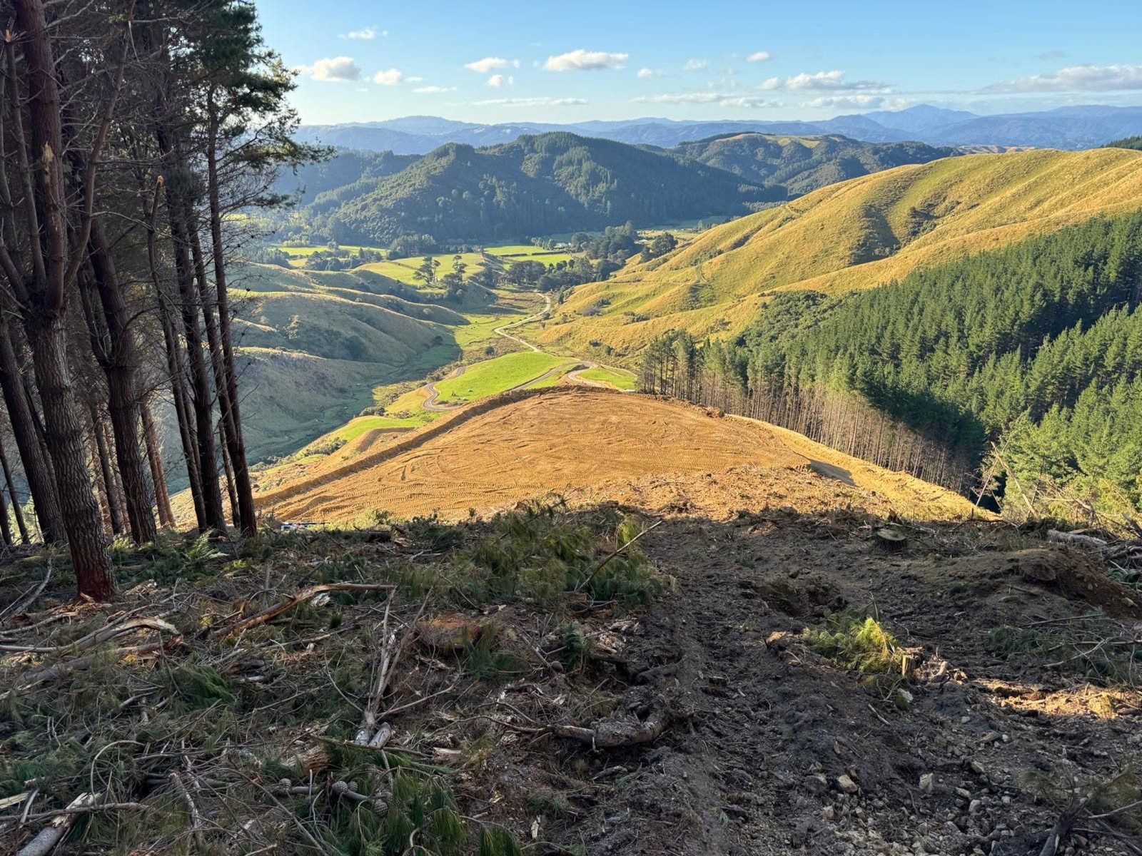 Forestry investment opportunity — slide 2