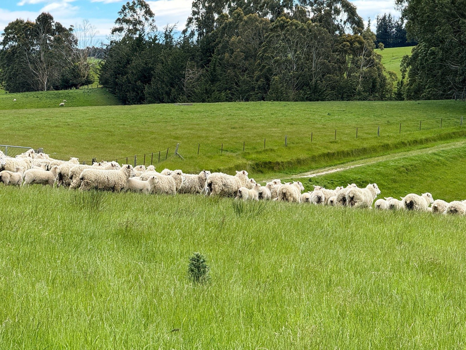 Strathdon Farm — slide 17