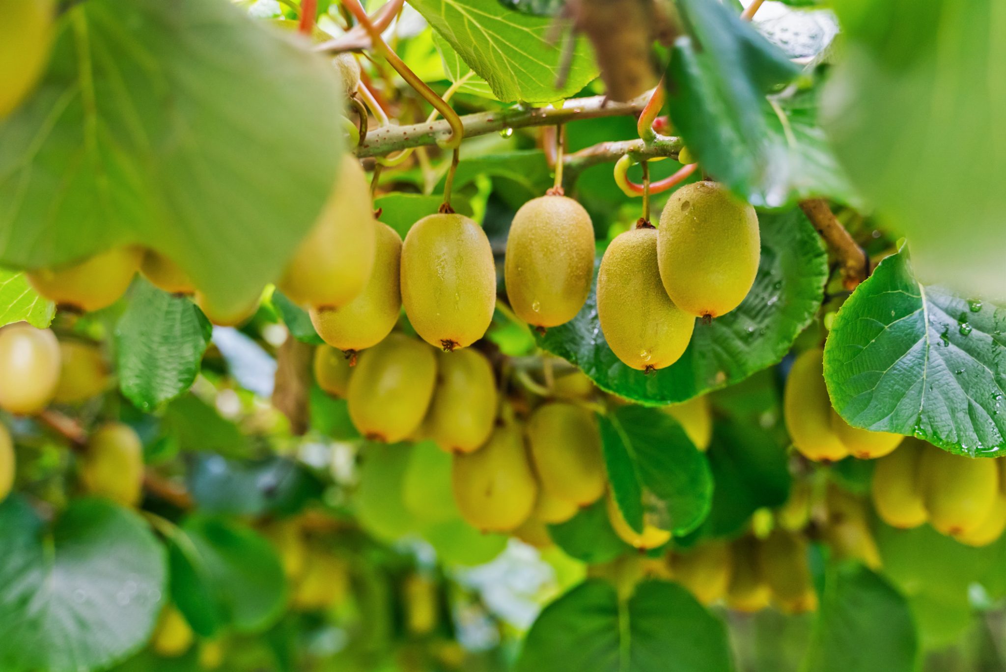 Gold & Green Kiwifruit + Home — slide 2