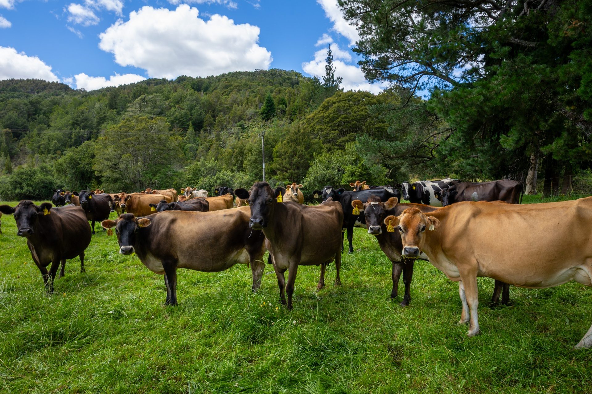 A Smart Step into Dairy Ownership — slide 39