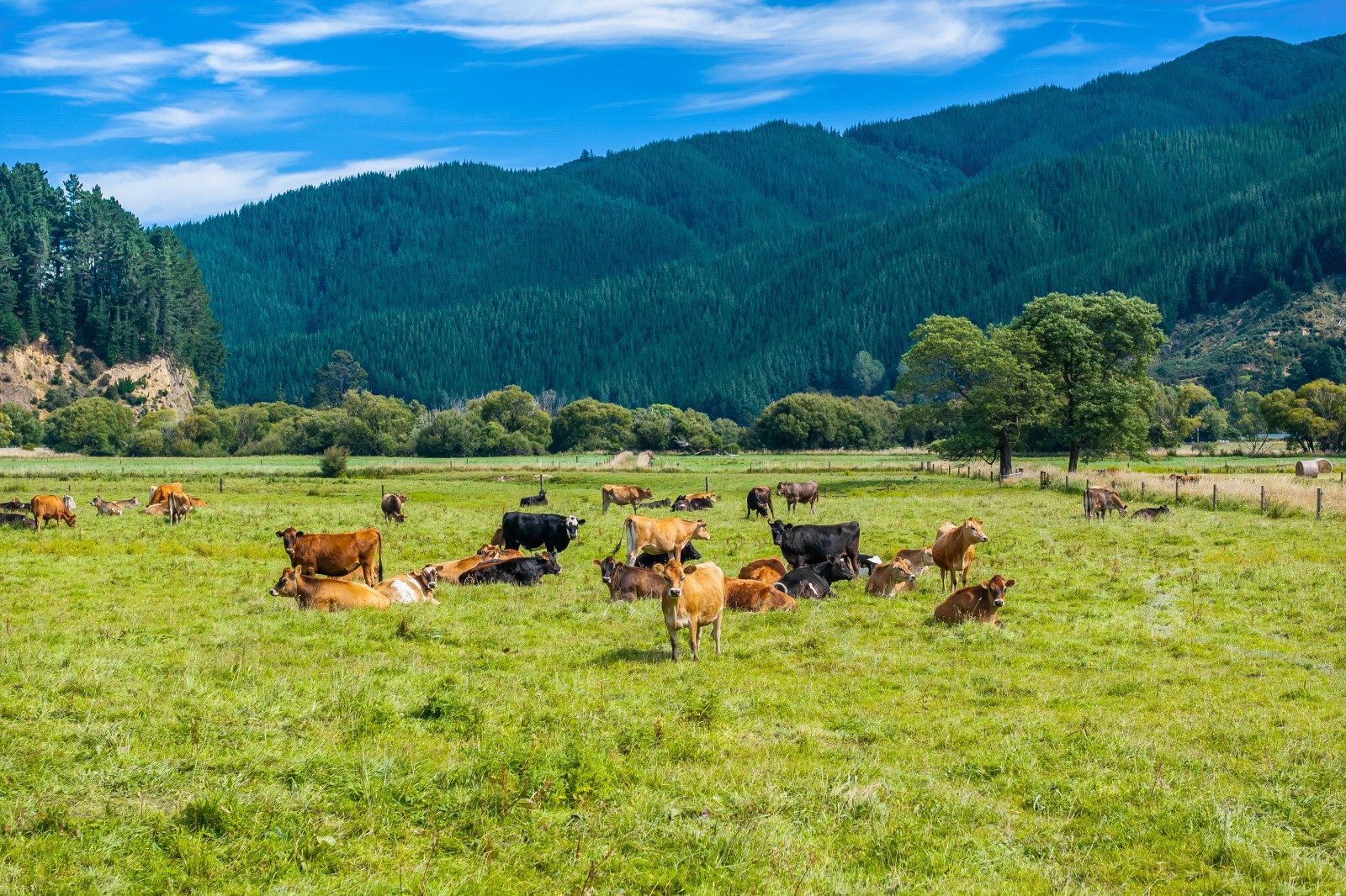 Dairy Grazing and Supplements — slide 2
