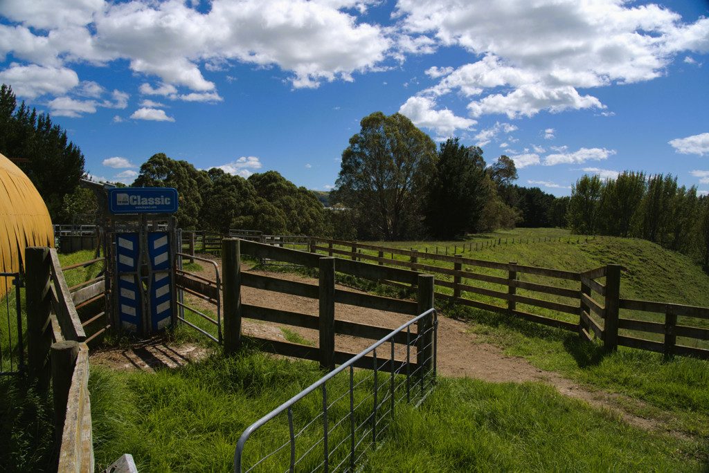 Rural Grazing in Pukehina, Buy One or Six — slide 2