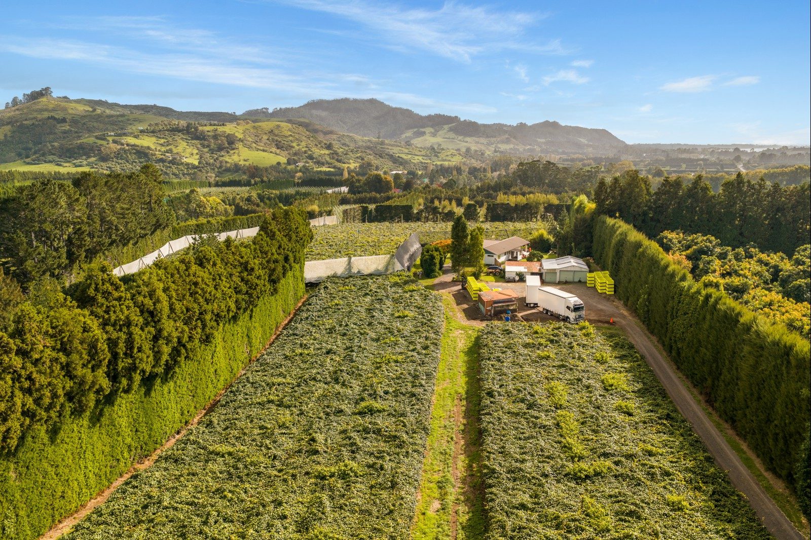 Gold Kiwifruit Opportunity — slide 6