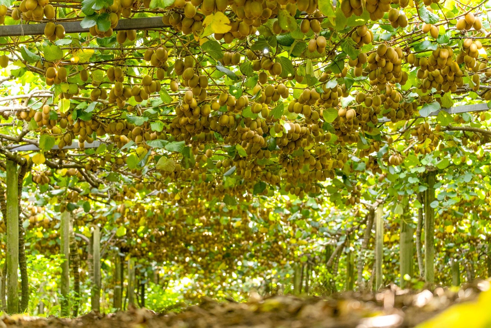 Gold Kiwifruit Opportunity — slide 12