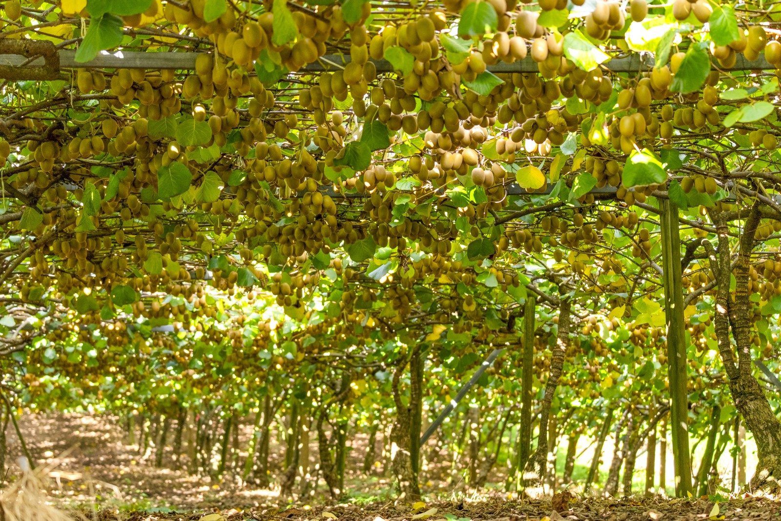 Gold Kiwifruit Opportunity — slide 13
