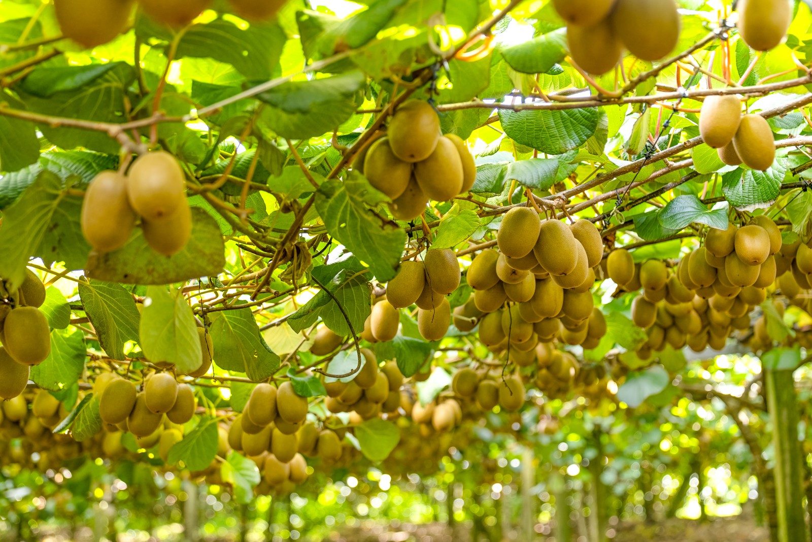 Gold Kiwifruit Opportunity — slide 14