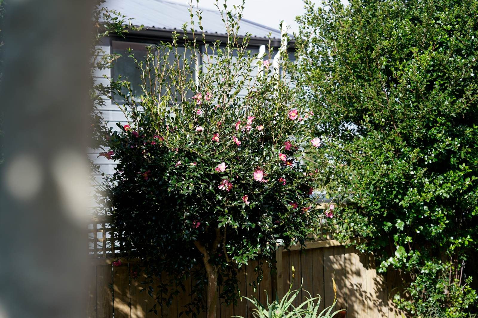 Sunny, Private & Cozy Living in Orakei — slide 25