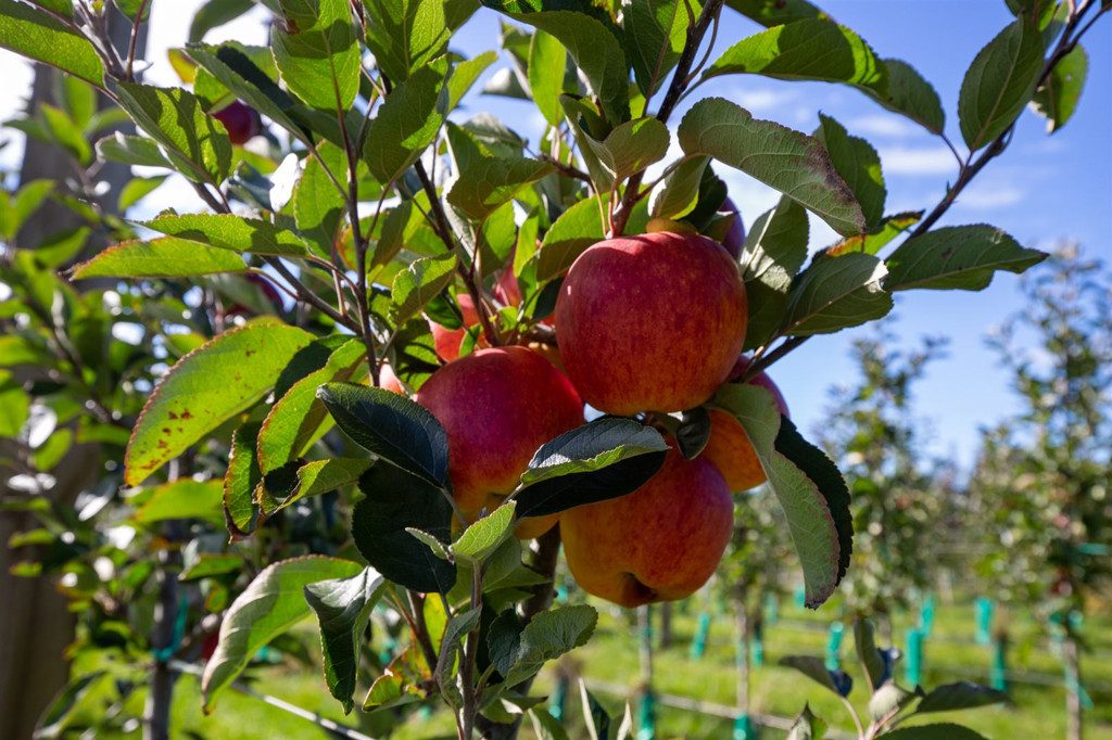 Turnkey Productive Orchard Operation — slide 2