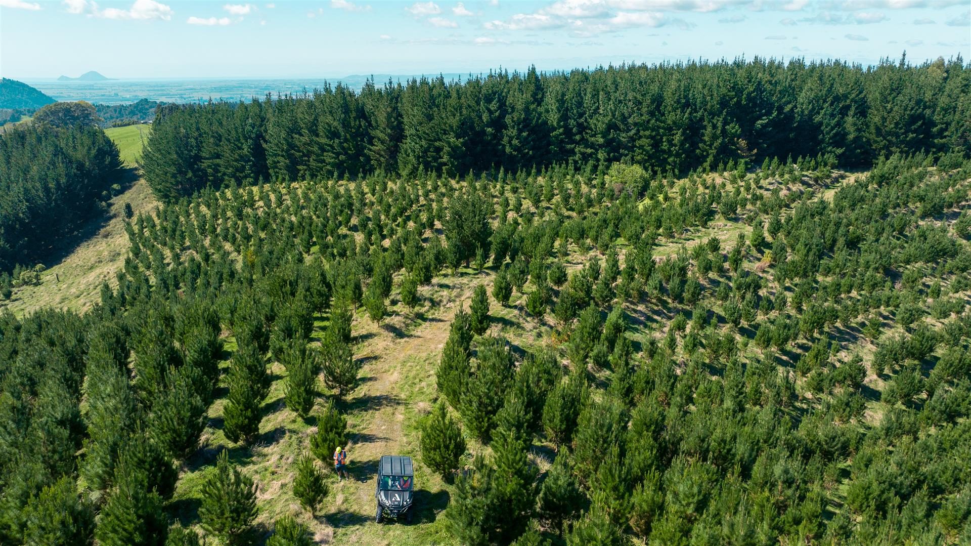 Manawahe Forest – 328 ha* NSA — slide 2