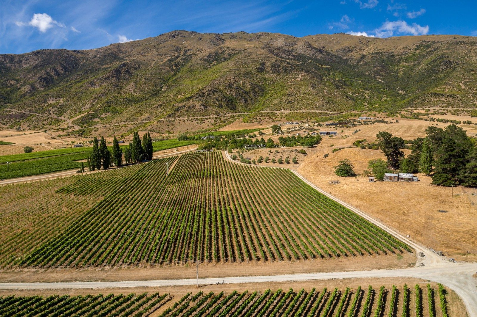 Award Winning Vineyard — slide 1