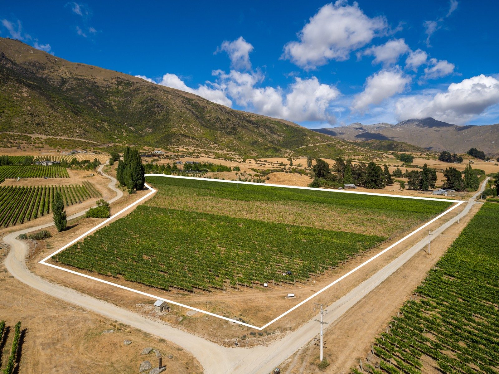 Award Winning Vineyard — slide 2