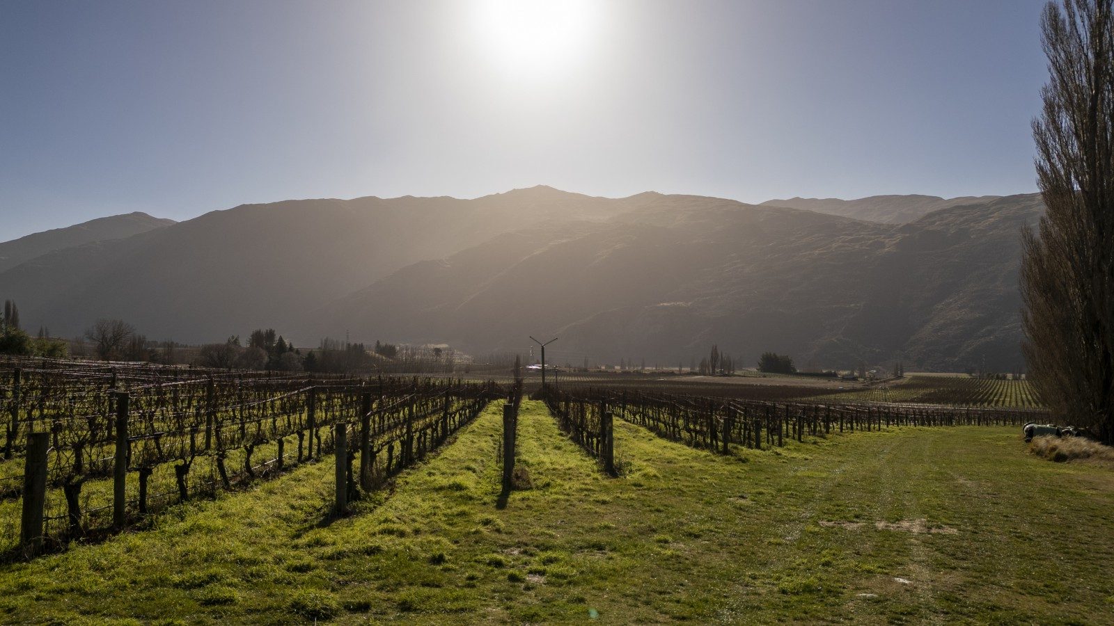 Award Winning Vineyard — slide 17