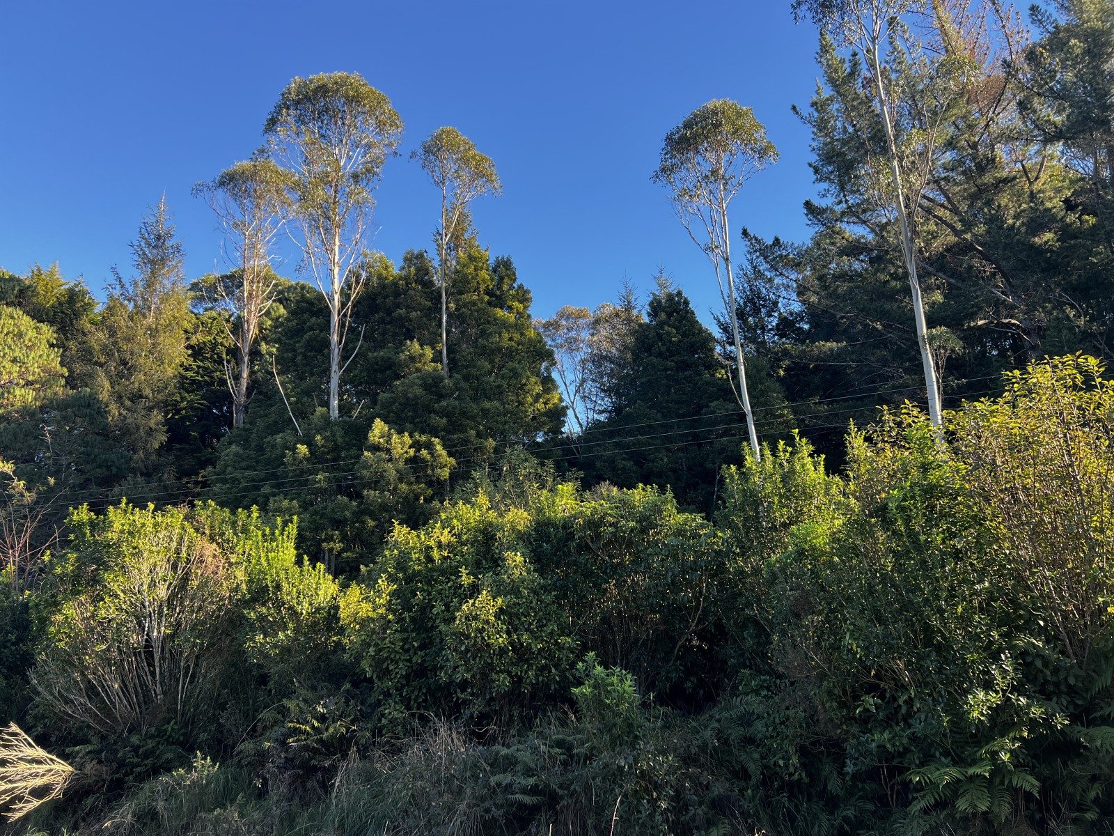 Lifestyle Opportunity on Rutherglen — slide 2
