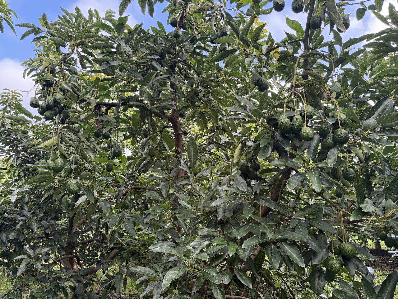 Elevated Sunny Living with Established Orchard — slide 33