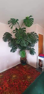 seller avatar