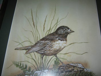 Listing 12 of 15 for Boonleau (NZ ?) ' South Island Robin ' Original Watercolour Painting