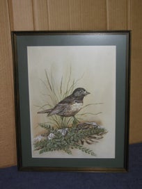 Listing 2 of 15 for Boonleau (NZ ?) ' South Island Robin ' Original Watercolour Painting