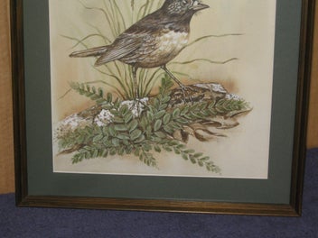 Listing 6 of 15 for Boonleau (NZ ?) ' South Island Robin ' Original Watercolour Painting