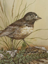 Listing 7 of 15 for Boonleau (NZ ?) ' South Island Robin ' Original Watercolour Painting