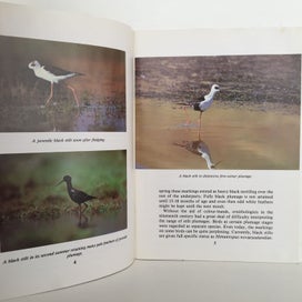 Listing 5 of 6 for BLACK STILT by Ray Pierce