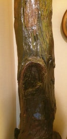 Listing 2 of 7 for Swamp Kauri 150 years old retro vintage