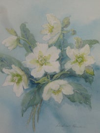 Listing 7 of 16 for Barbara Howie - Hellebores / Winter Roses - Original Artwork Watercolour