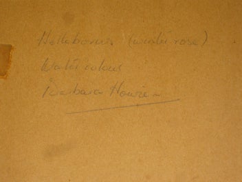 Listing 15 of 16 for Barbara Howie - Hellebores / Winter Roses - Original Artwork Watercolour