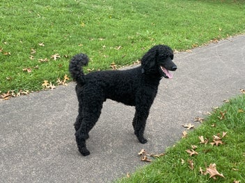 Standard poodle stud hot sale dog