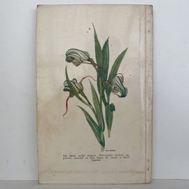 Listing 2 of 8 for EGMONT NATIONAL PARK Handbook edited by A.B. Scanlan 1964