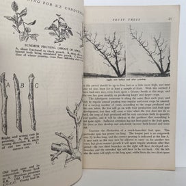 Listing 5 of 5 for PRUNING for New Zealand Conditions by E. O. Petersen 1955